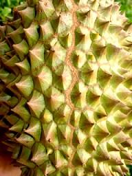 Durian Ripeness