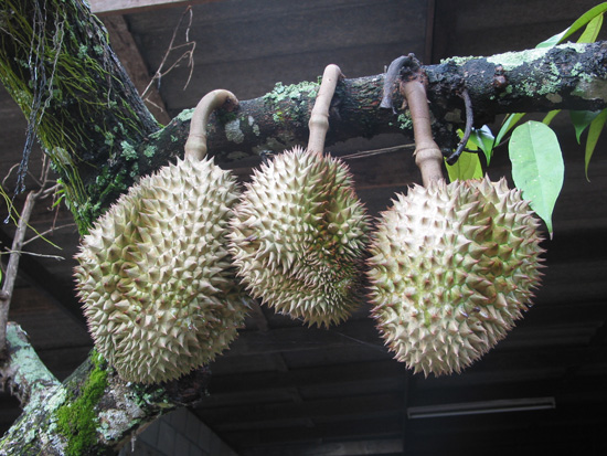 Durian Fruit on the Tree