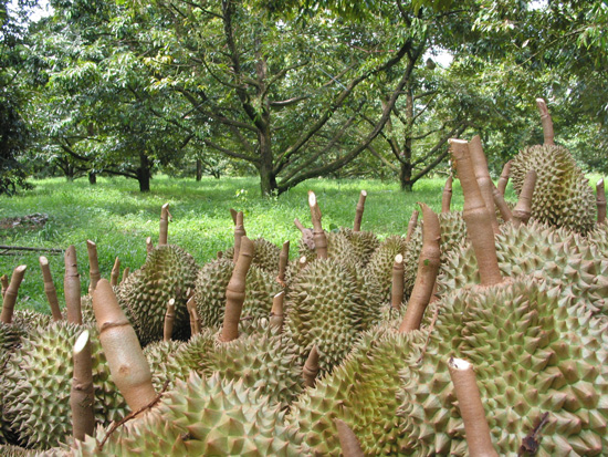 Durian Saplings - Baby Durian Trees