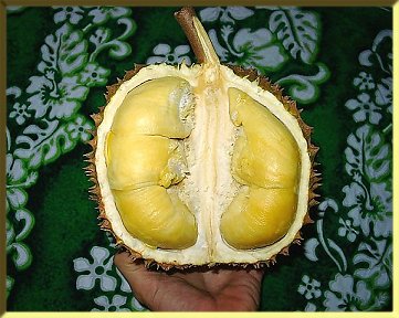 Durian Abscission Zone in a Durian Fruit Stem