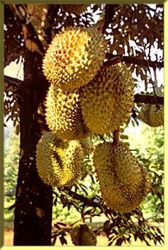 Durians on Tree