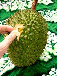 Durian Abscission Zone in a Durian Fruit Stem